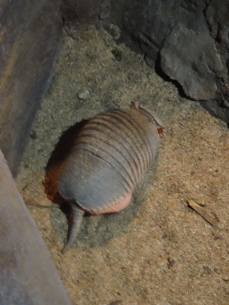 Big Hairy Armadillo at the Ground Floor of the main building of the Dierenpark De Oliemeulen zoo