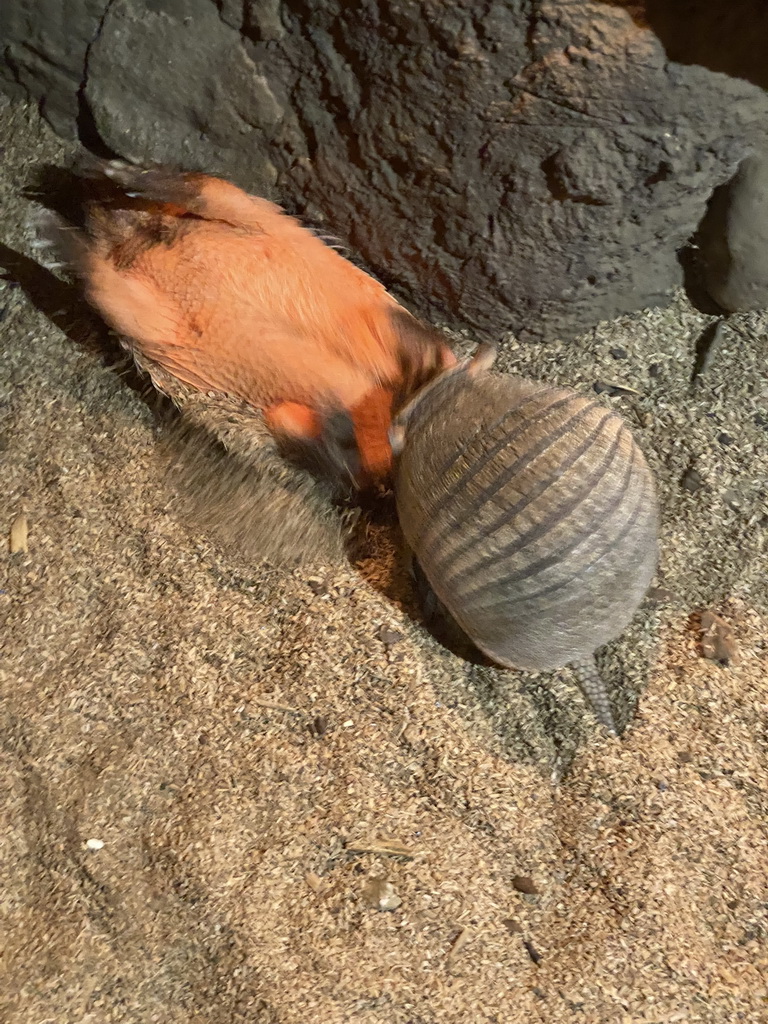 Big Hairy Armadillos at the Ground Floor of the main building of the Dierenpark De Oliemeulen zoo