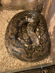 Reticulated Python at the Upper Floor of the main building of the Dierenpark De Oliemeulen zoo