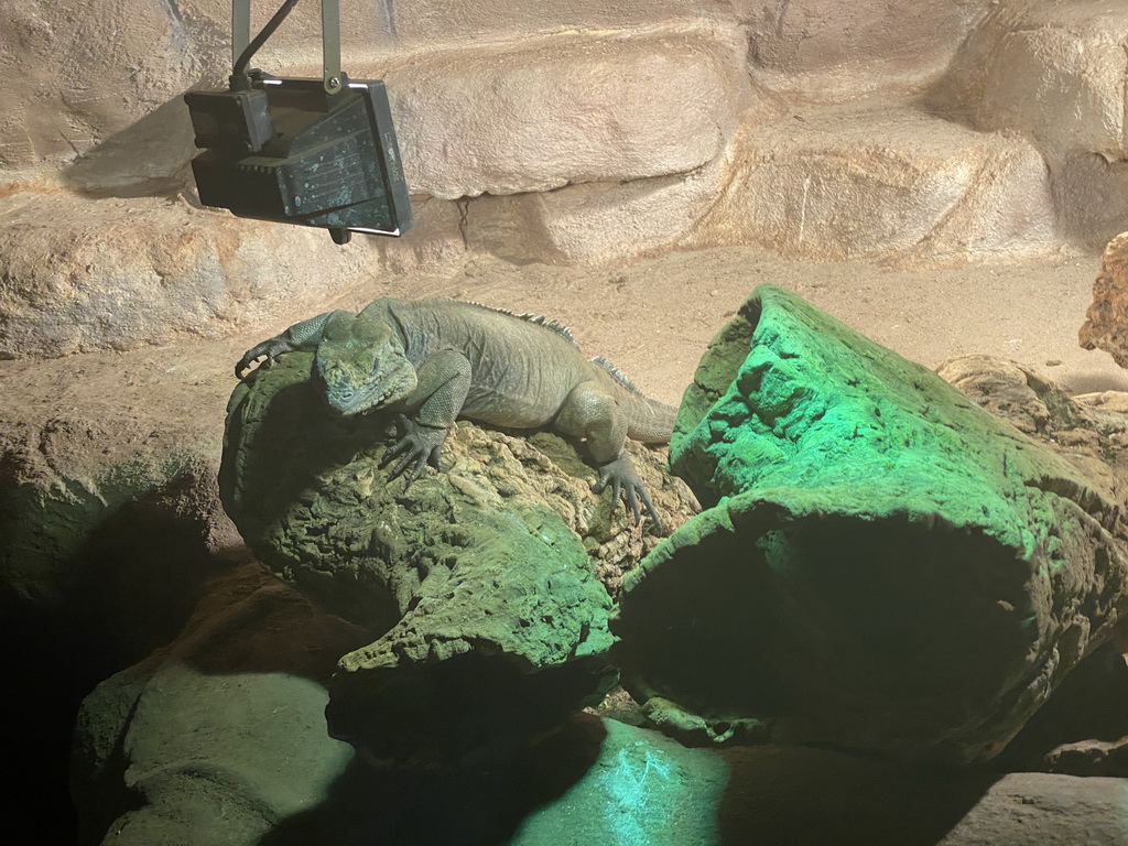 Rhinoceros Iguana at the Upper floor of the main building of the Dierenpark De Oliemeulen zoo