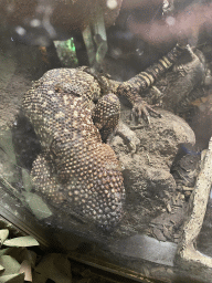 Lizard at the Upper floor of the main building of the Dierenpark De Oliemeulen zoo