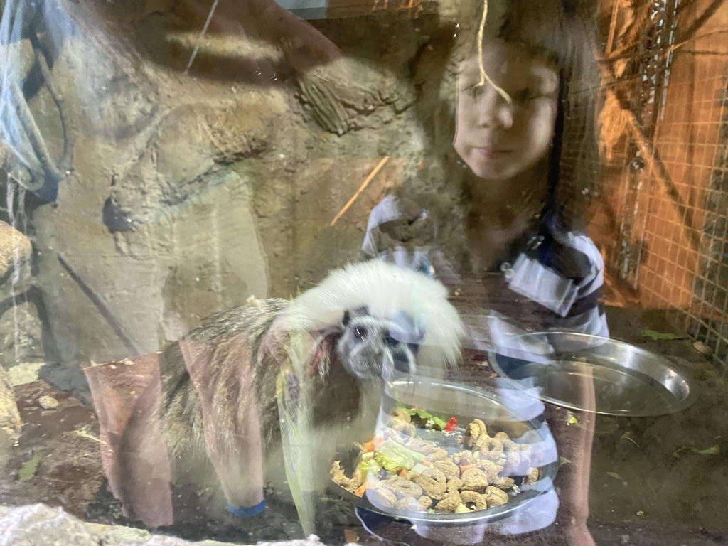 Tim and Max with a Cotton-top Tamarin at the Dierenpark De Oliemeulen zoo