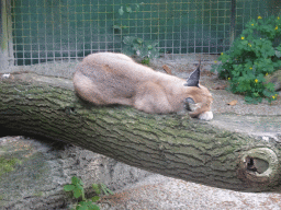 Caracal at the Dierenpark De Oliemeulen zoo