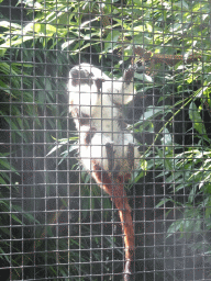 Cotton-top Tamarin at the Dierenpark De Oliemeulen zoo