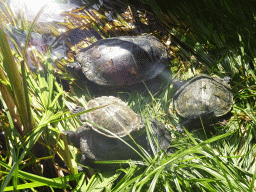 Turtles at the Dierenpark De Oliemeulen zoo