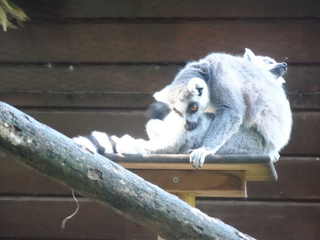 Ring-tailed Lemurs at the Dierenpark De Oliemeulen zoo