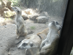 Meerkats at the Dierenpark De Oliemeulen zoo