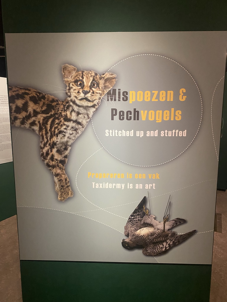 Information on the `Mispoezen & Pechvogels - Stitched up and Stuffed` exhibition at the first floor of the Natuurmuseum Brabant