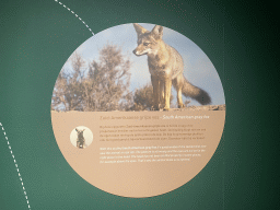 Explanation on the stuffed South American Gray Fox at the `Mispoezen & Pechvogels - Stitched up and Stuffed` exhibition at the first floor of the Natuurmuseum Brabant
