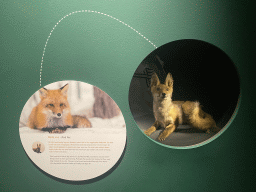 Stuffed Red Fox at the `Mispoezen & Pechvogels - Stitched up and Stuffed` exhibition at the first floor of the Natuurmuseum Brabant, with explanation