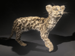 Stuffed Margay at the `Mispoezen & Pechvogels - Stitched up and Stuffed` exhibition at the first floor of the Natuurmuseum Brabant