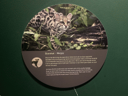 Explanation on the stuffed Margay at the `Mispoezen & Pechvogels - Stitched up and Stuffed` exhibition at the first floor of the Natuurmuseum Brabant