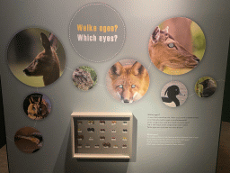 Information on the eyes at the `Mispoezen & Pechvogels - Stitched up and Stuffed` exhibition at the first floor of the Natuurmuseum Brabant