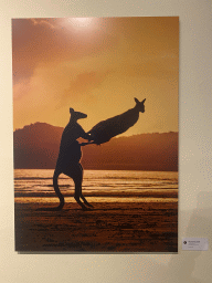 Photograph of Agile Wallabies at the `Comedy Wildlife` exhibition at the second floor of the Natuurmuseum Brabant, with explanation