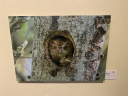 Photograph of Screech Owls at the `Comedy Wildlife` exhibition at the second floor of the Natuurmuseum Brabant, with explanation