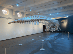 Skeletons of a Sperm Whale and a Sea Lion at the ground floor of the Natuurmuseum Brabant