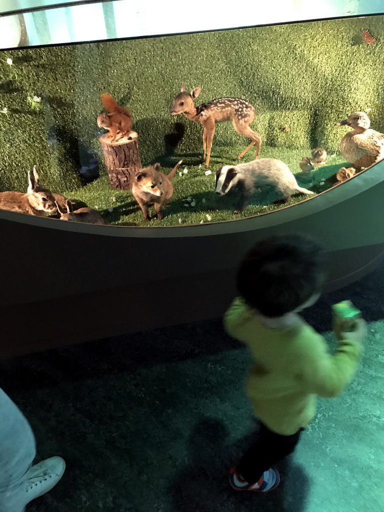Max with stuffed animals at the `Beleef Ontdek Samen: BOS` exhibition at the second floor of the Natuurmuseum Brabant