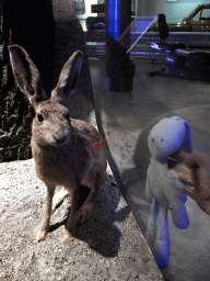 Max`s bunny with a stuffed rabbit at the second floor of the Natuurmuseum Brabant