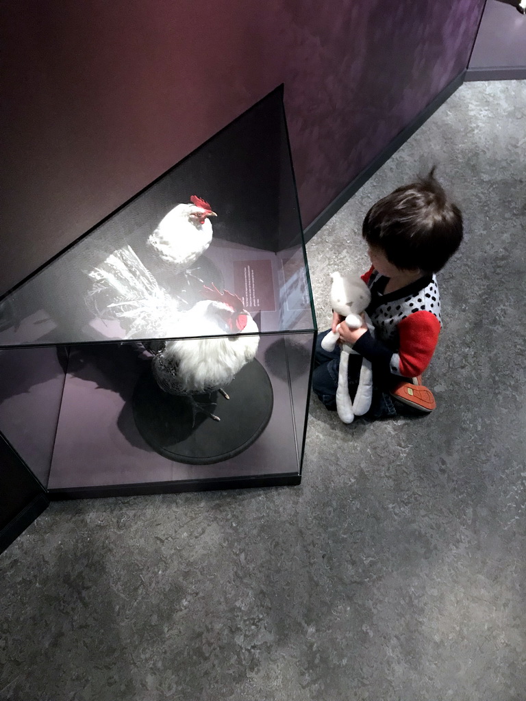 Max with stuffed chickens at the `Jouw Brabant, mijn Brabant - een landschap vol herinneringen` exhibition at the first floor of the Natuurmuseum Brabant