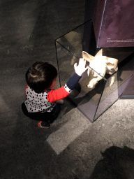 Max with a stuffed pig at the `Jouw Brabant, mijn Brabant - een landschap vol herinneringen` exhibition at the first floor of the Natuurmuseum Brabant