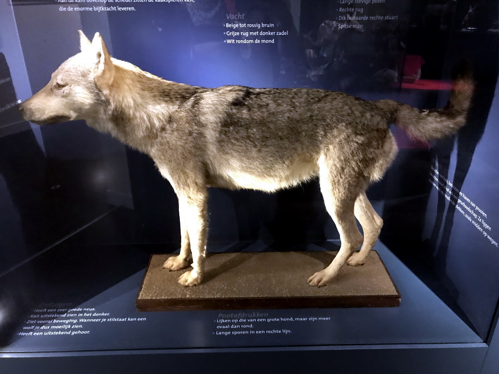 Stuffed wolf at the `Ware Wolf` exhibition at the first floor of the Natuurmuseum Brabant