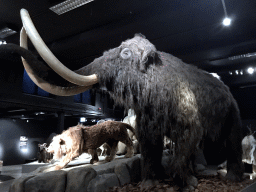 Wax statues of a Mammoth and a Saber-toothed Tiger at the `IJstijd!` exhibition at the ground floor of the Natuurmuseum Brabant