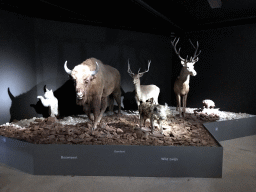 Wax statues of several animals at the `IJstijd!` exhibition at the ground floor of the Natuurmuseum Brabant