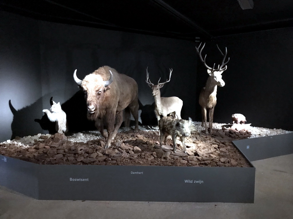 Wax statues of several animals at the `IJstijd!` exhibition at the ground floor of the Natuurmuseum Brabant