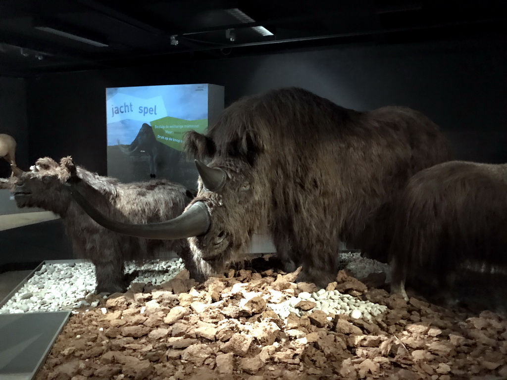 Wax statues of Rhinoceroses at the `IJstijd!` exhibition at the ground floor of the Natuurmuseum Brabant