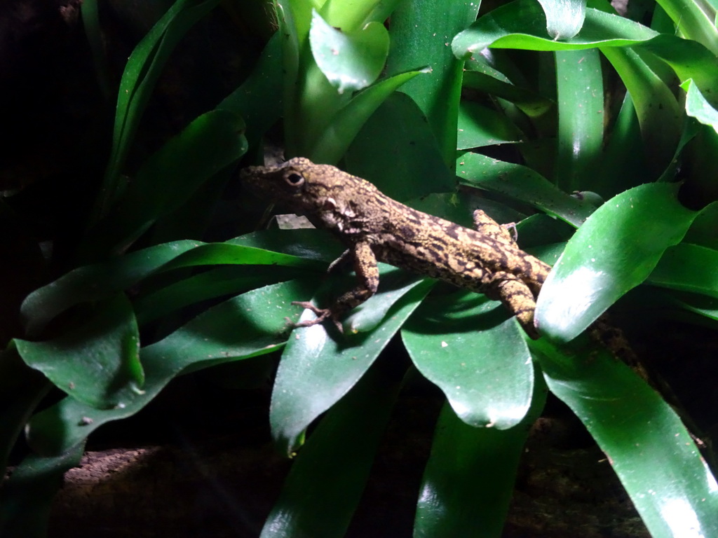 Anguilla Bank Anole at the Ground Floor of the main building of the Dierenpark De Oliemeulen zoo