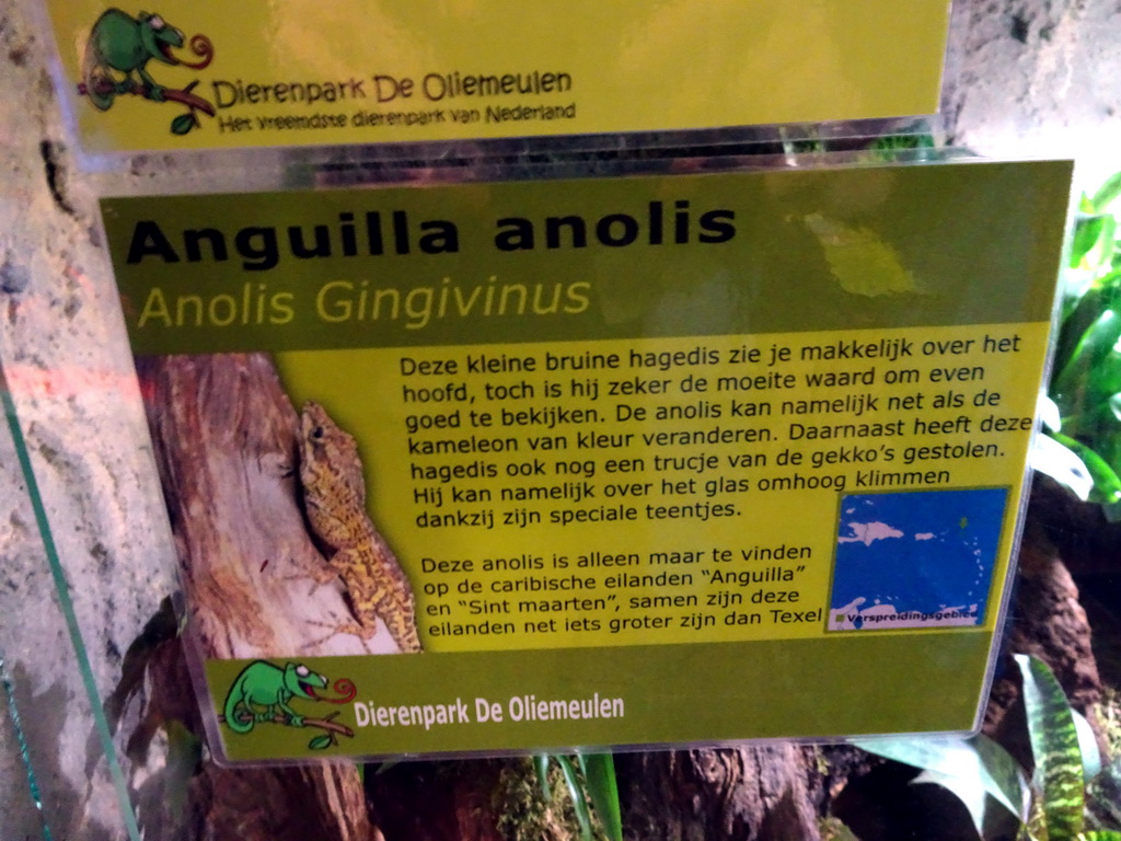 Explanation on the Anguilla Bank Anole at the Ground Floor of the main building of the Dierenpark De Oliemeulen zoo