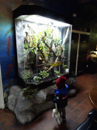 Max with small frogs at the Ground Floor of the main building of the Dierenpark De Oliemeulen zoo