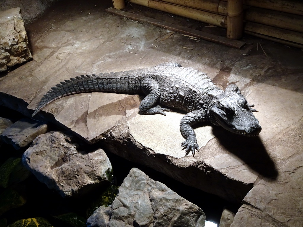 Dwarf Crocodile at the Ground Floor of the main building of the Dierenpark De Oliemeulen zoo