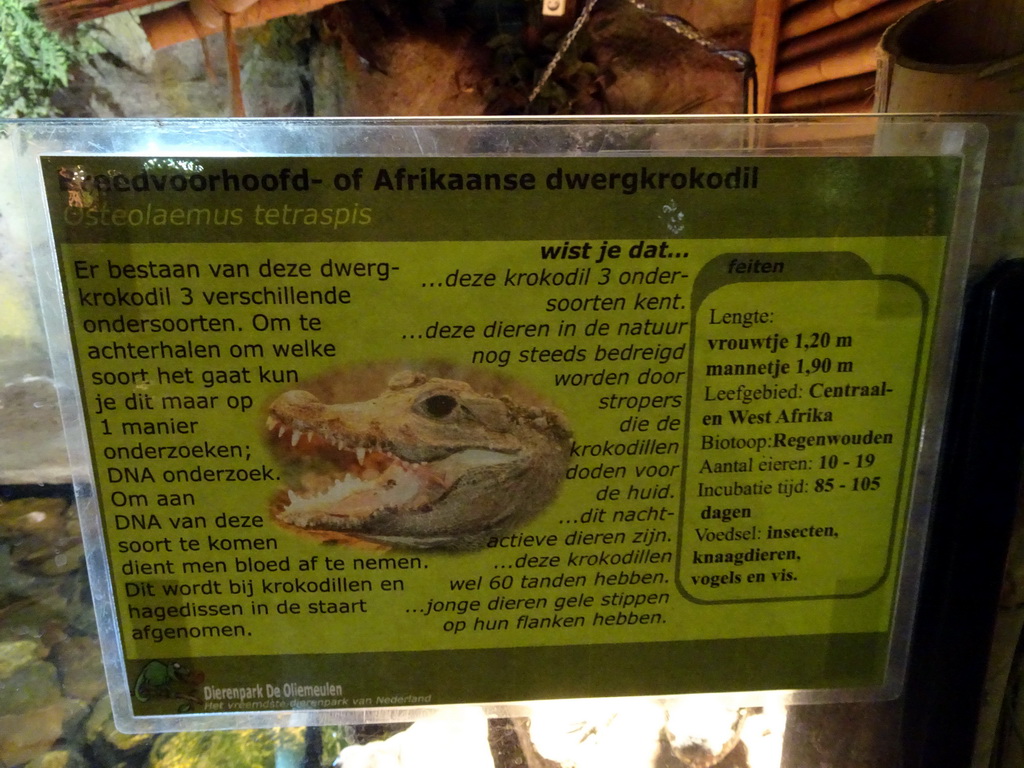 Explanation on the Dwarf Crocodile at the Ground Floor of the main building of the Dierenpark De Oliemeulen zoo