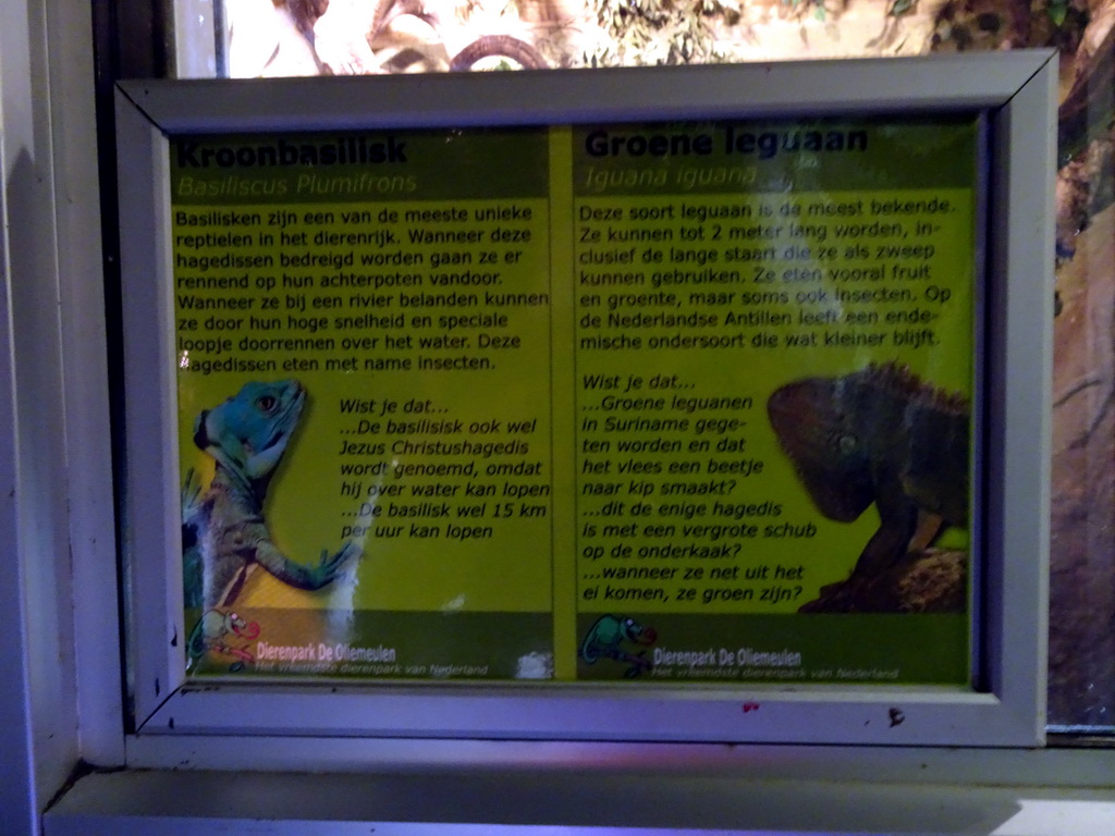 Explanation on the Plumed Basilisk and the Green Iguana at the Ground Floor of the main building of the Dierenpark De Oliemeulen zoo