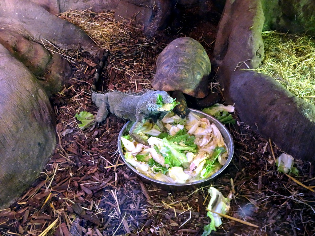 Green Iguana and Tortoise at the Ground Floor of the main building of the Dierenpark De Oliemeulen zoo