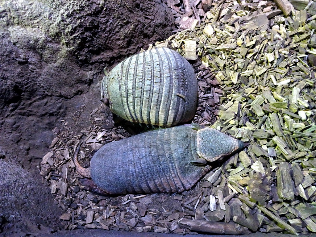 Big Hairy Armadillos at the Ground Floor of the main building of the Dierenpark De Oliemeulen zoo