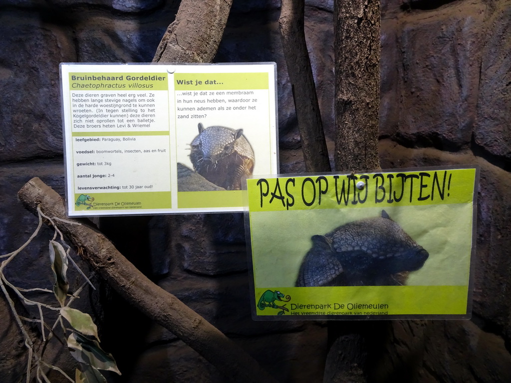 Explanation on the Big Hairy Armadillo at the Ground Floor of the main building of the Dierenpark De Oliemeulen zoo