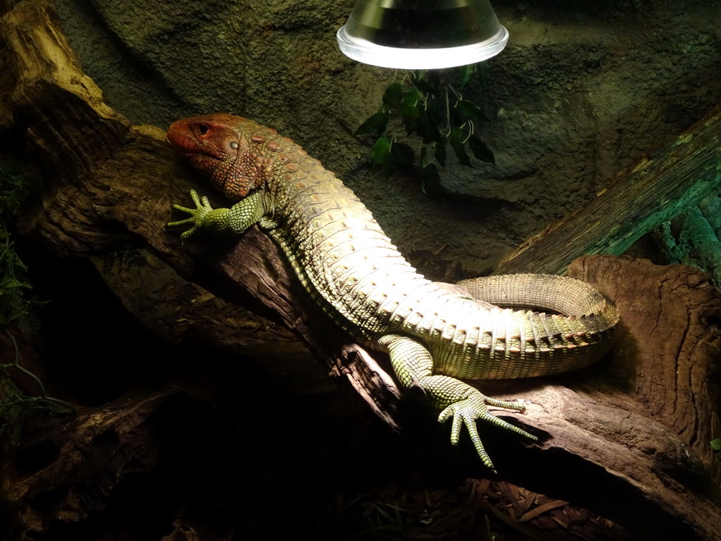 Northern Caiman Lizard at the Upper Floor of the main building of the Dierenpark De Oliemeulen zoo