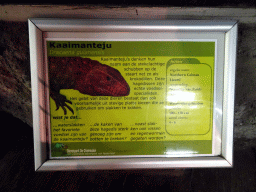 Explanation on the Northern Caiman Lizard at the Upper Floor of the main building of the Dierenpark De Oliemeulen zoo