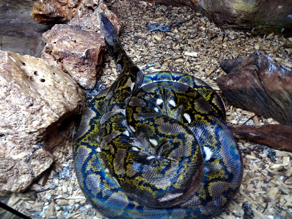 Reticulated Python at the Upper Floor of the main building of the Dierenpark De Oliemeulen zoo