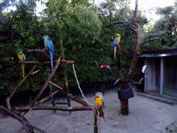 Blue-and-yellow Macaws and Red-and-green Macaw at the Dierenpark De Oliemeulen zoo