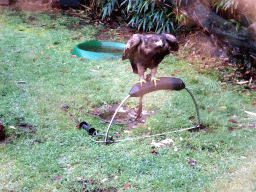 Harris`s hawk at the Dierenpark De Oliemeulen zoo