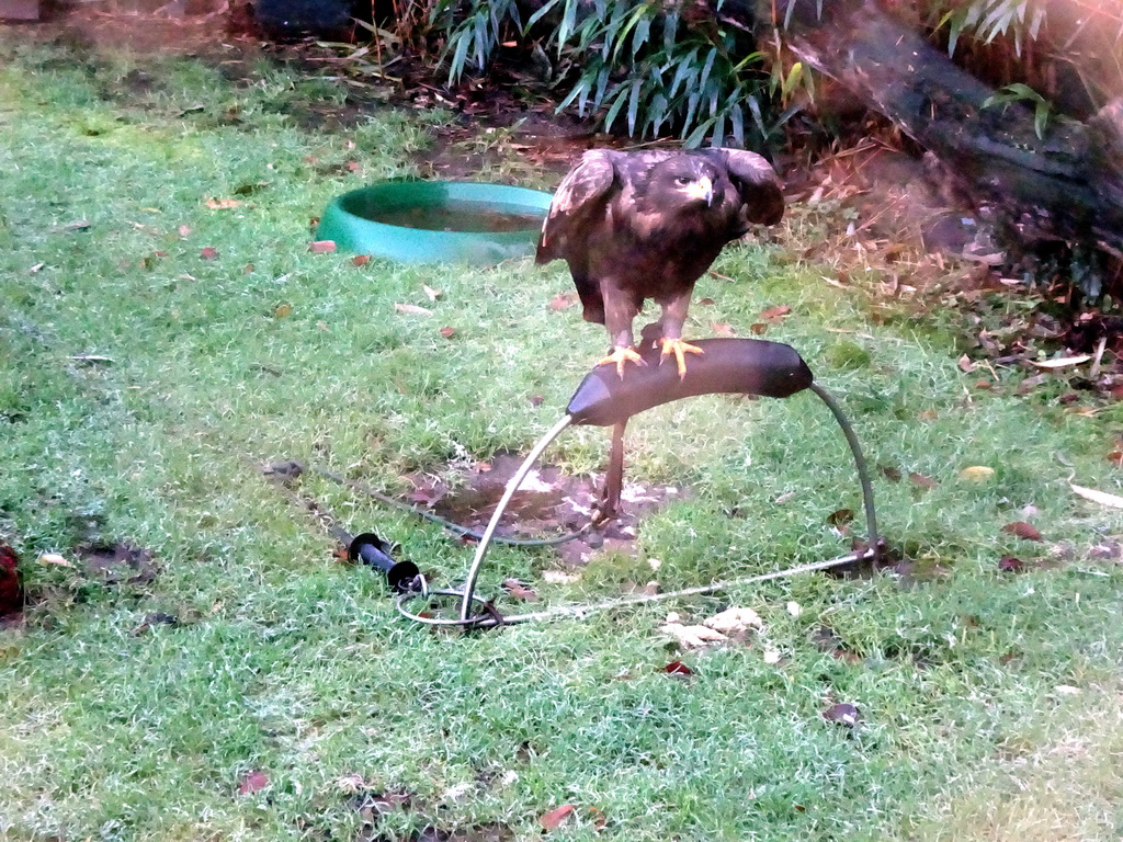 Harris`s hawk at the Dierenpark De Oliemeulen zoo