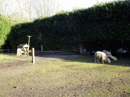 Alpacas and Emu at the Dierenpark De Oliemeulen zoo