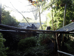 White-headed Vultures at the Dierenpark De Oliemeulen zoo