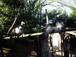 White-headed Vultures at the Dierenpark De Oliemeulen zoo