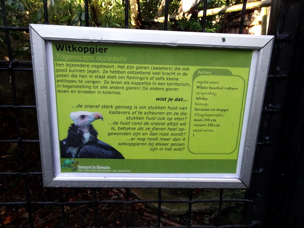 Explanation on the White-headed Vulture at the Dierenpark De Oliemeulen zoo