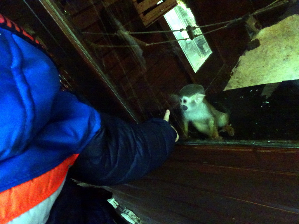 Squirrel Monkey at the Dierenpark De Oliemeulen zoo