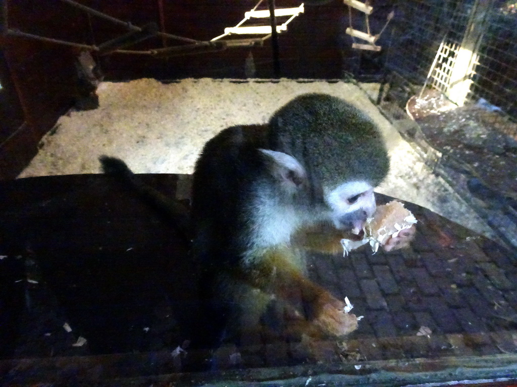 Squirrel Monkey at the Dierenpark De Oliemeulen zoo